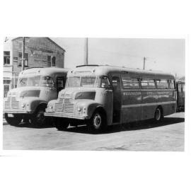 Wellington City Transport Buses
