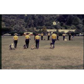 Summer City, dog obedience display
