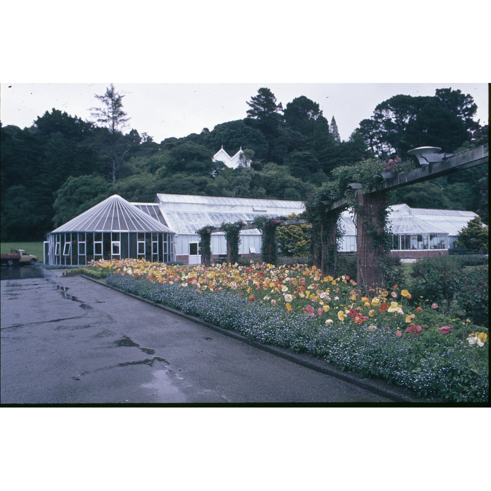 Begonia House