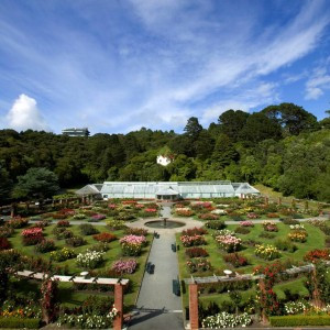 Lady Norwood Rose Garden 