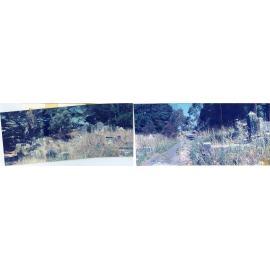 Karori Cemetery, Panorama of Main path from Turners to Kershaws in WH-NP2, 17 January 1989