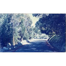 Karori Cemetery, Road past McCarthys showing ash plots, 17 January 1989