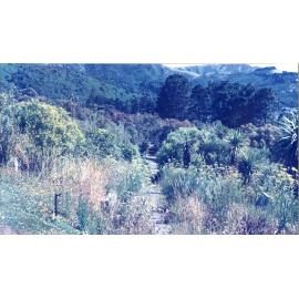 Karori Cemetery, Path N in N-VP2 looking north, 17 January 1989