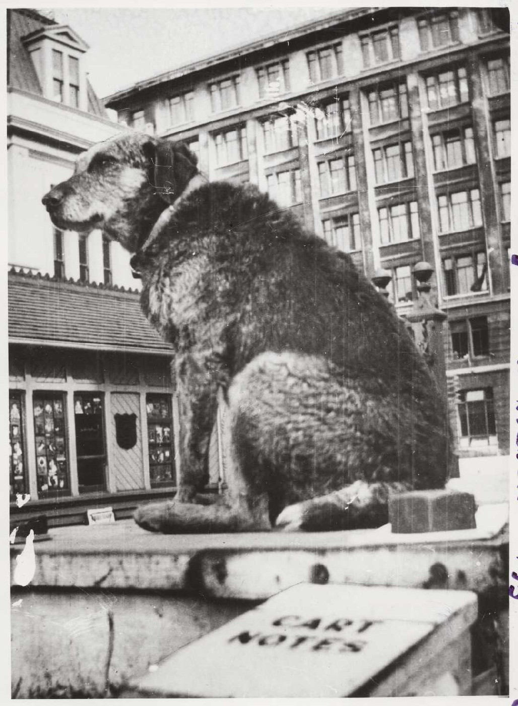 Paddy the wanderer, Wellington. Evening post (Newspaper. 1865-2002) :Photographic negatives and prints of the Evening Post newspaper. Ref: 1/2-122301-F. Alexander Turnbull Library, Wellington, New Zealand. /records/23143890